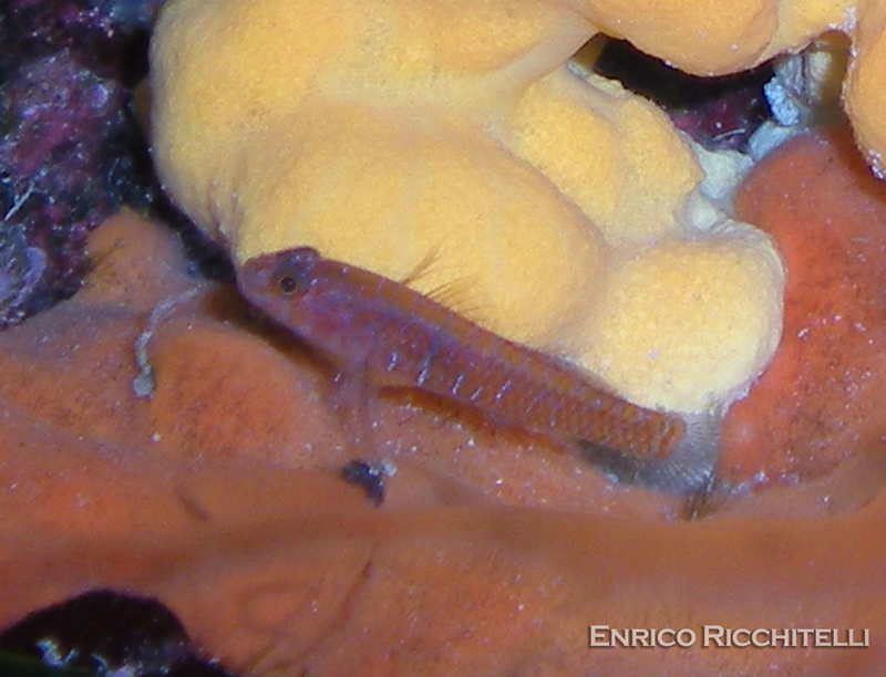 Corcyrogobius liechtensteini